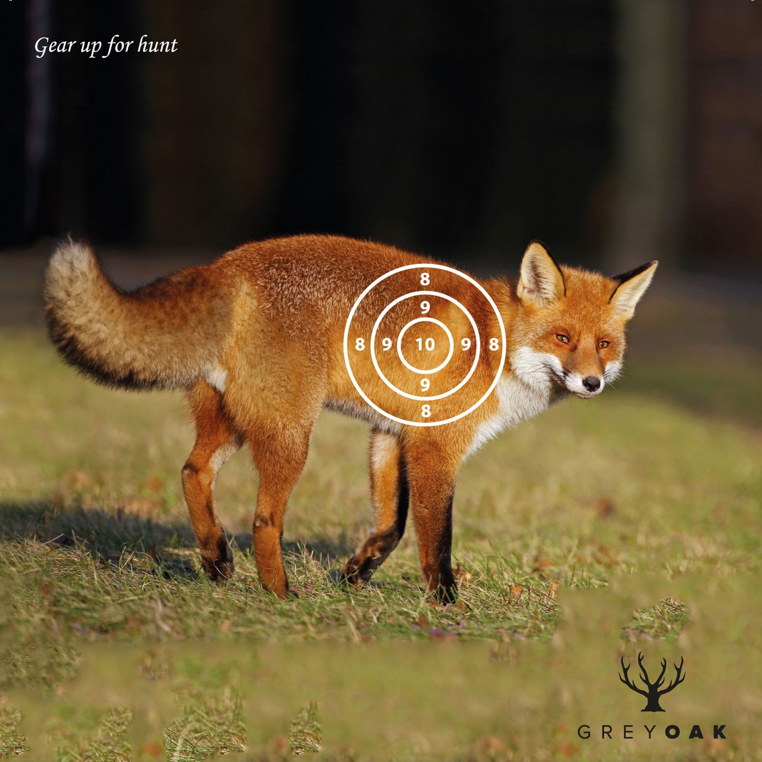 Måltavla för luftgevär/ Djurmotiv MULTICOLOR / 50-PACK