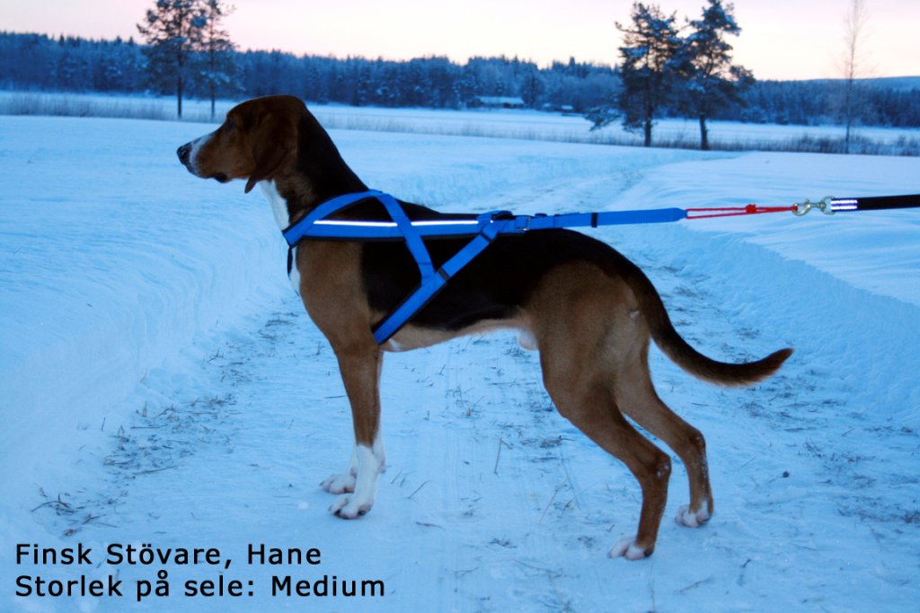 Adjustable Dragsele BLÅ / S