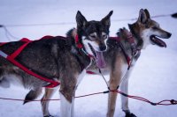 Ställbart Draghalsband SVART / ONE SIZE