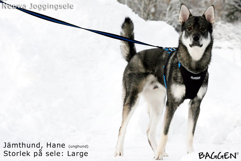 Joggingsele SVART / XS