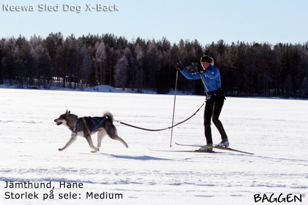 Sled Dog X-Back BLÅ / S