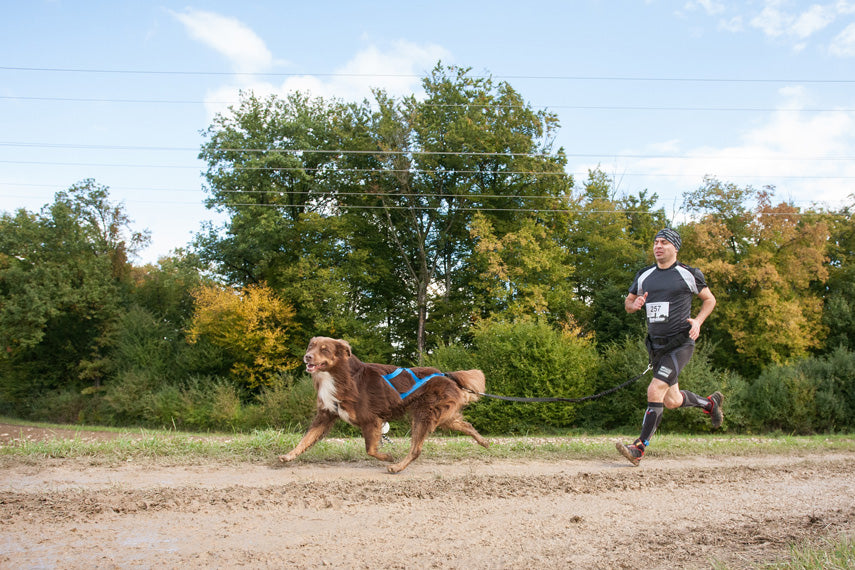 Sled Pro Dragsele BLÅ / S