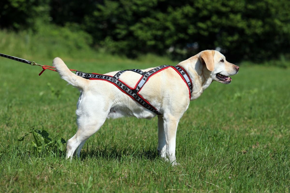 Run Long Sele RÖD / XS