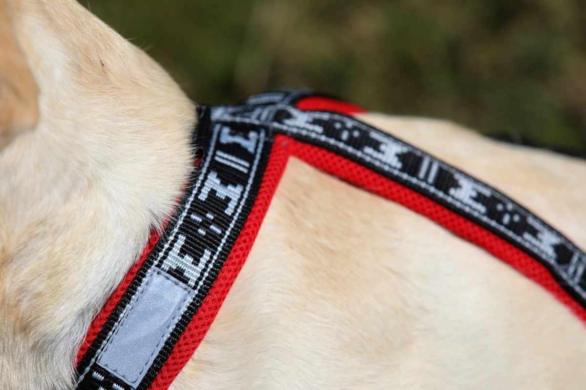 Run Long Sele RÖD / XS