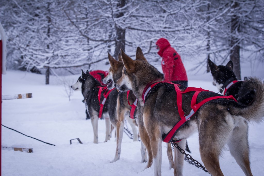 X-Back Racing Dragsele RÖD / S/M