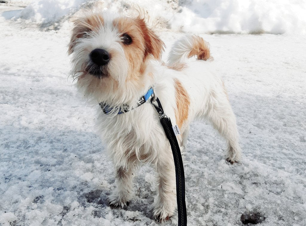 Halsband Easy Fit - Small ONE SIZE