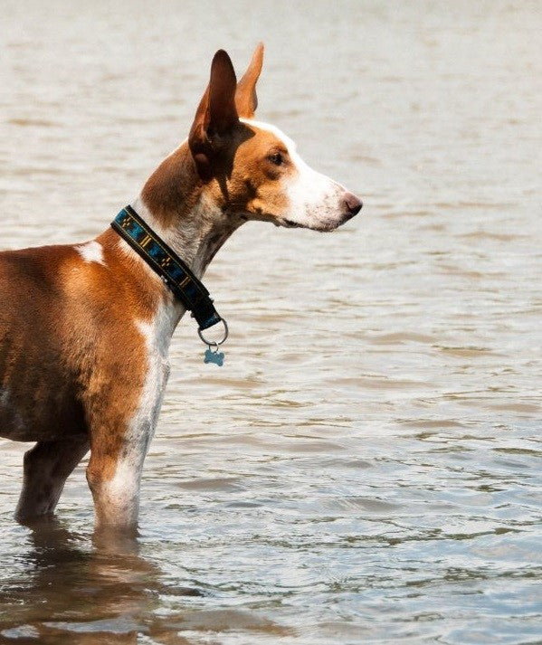 Fodrat Halsband BLÅ / XS