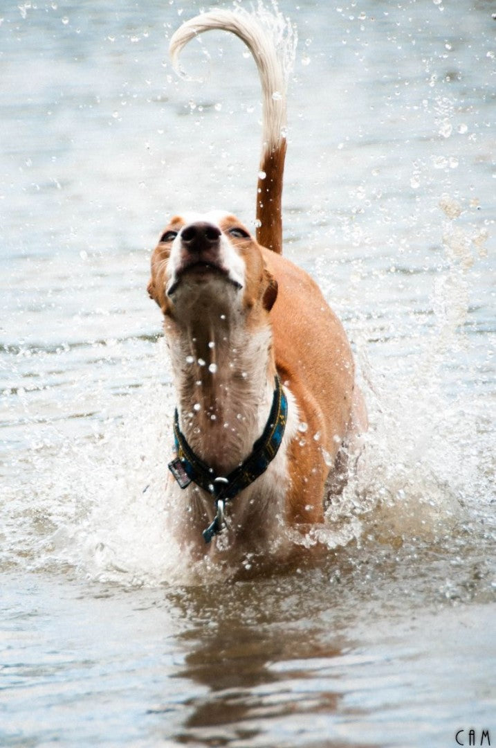 Fodrat Halsband BLÅ / XS