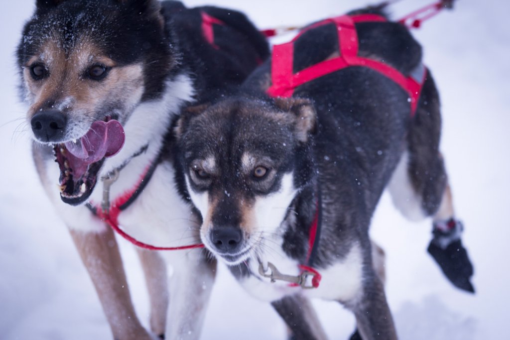 Sockor Cordura 20-pack SMALL