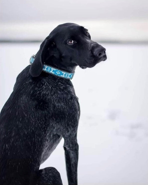 Standard Halsband Reflex BLÅ / ONE SIZE