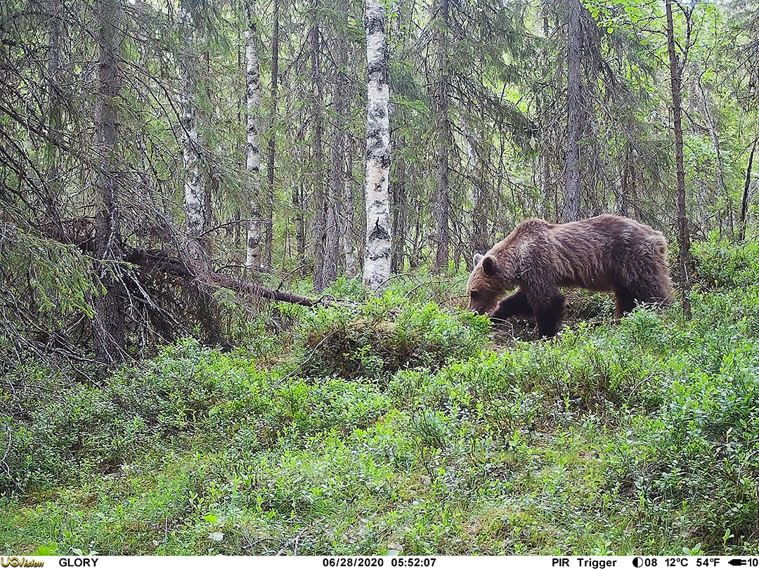 Åtelkamera Glory MK2 4G/LTE 20mp - Cloud-App ONE SIZE