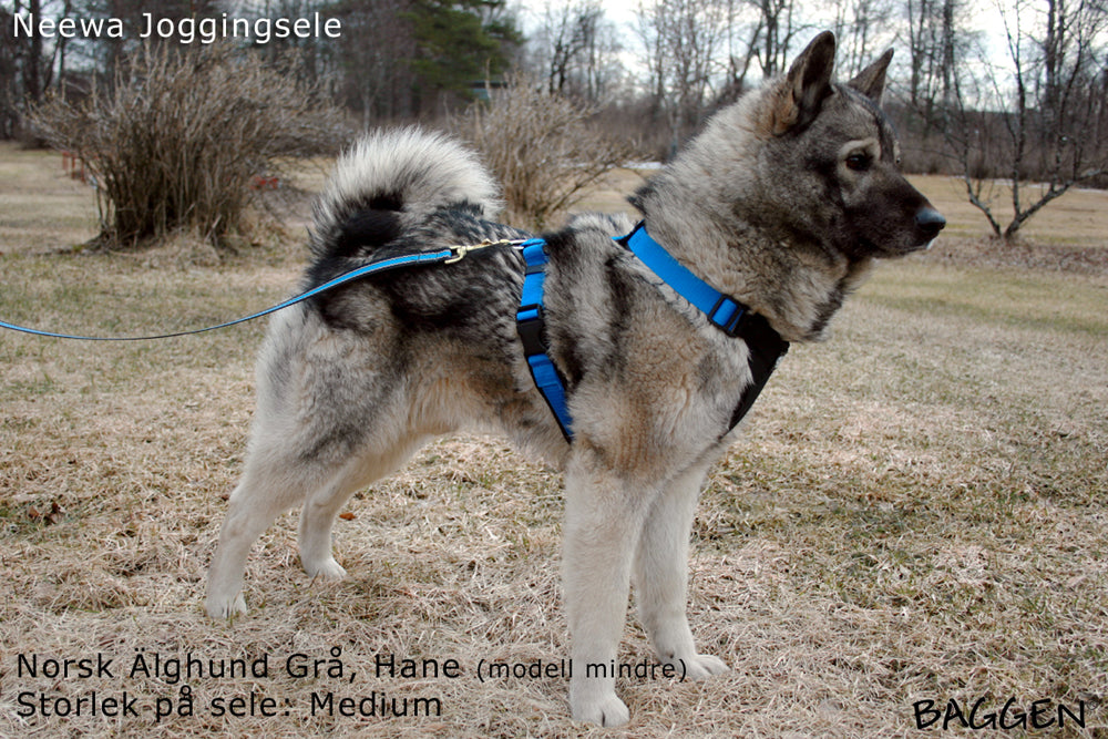 Joggingsele BLÅ / XL