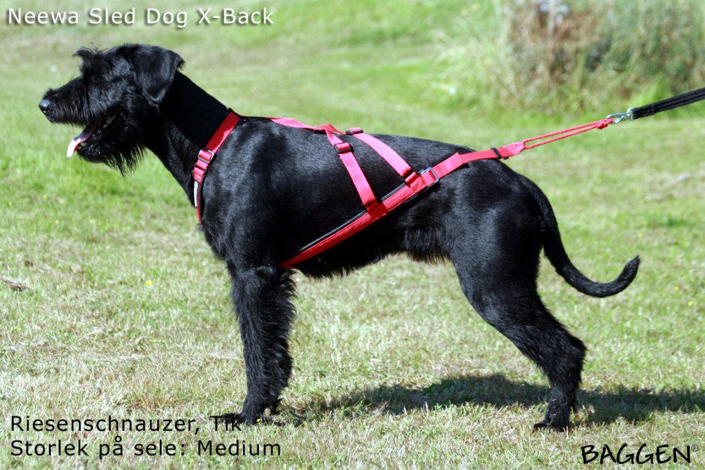Sled Dog X-Back RÖD / M
