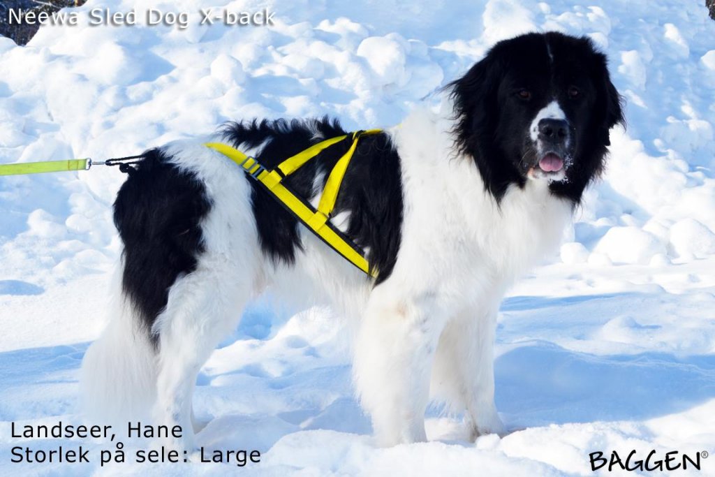 Sled Dog X-Back GUL / S