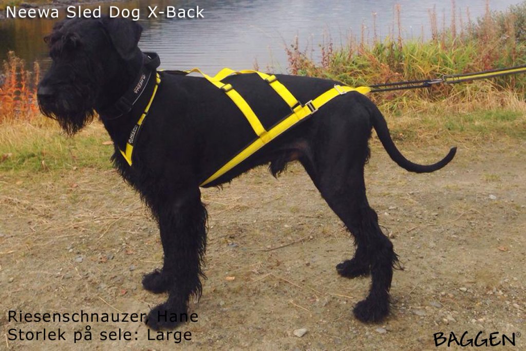 Sled Dog X-Back GUL / M