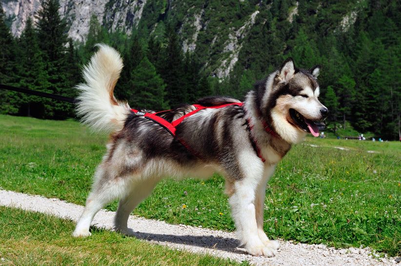 Sled Pro Dragsele RÖD / XL