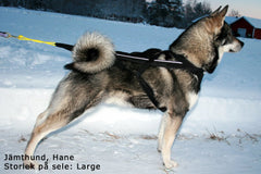 Adjustable Dragsele BLÅ / S