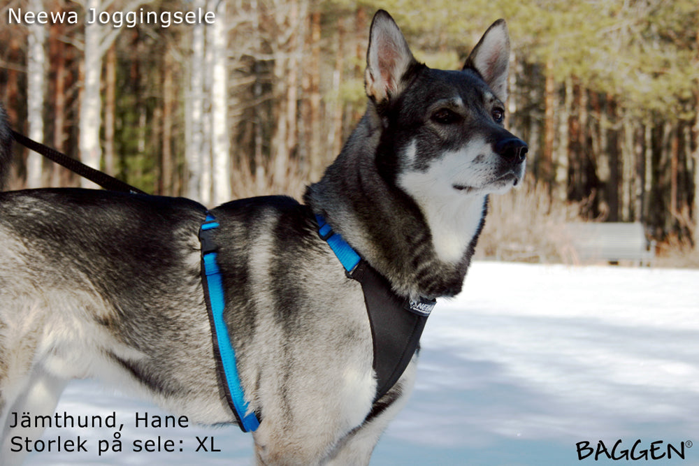 Joggingsele SVART / XS