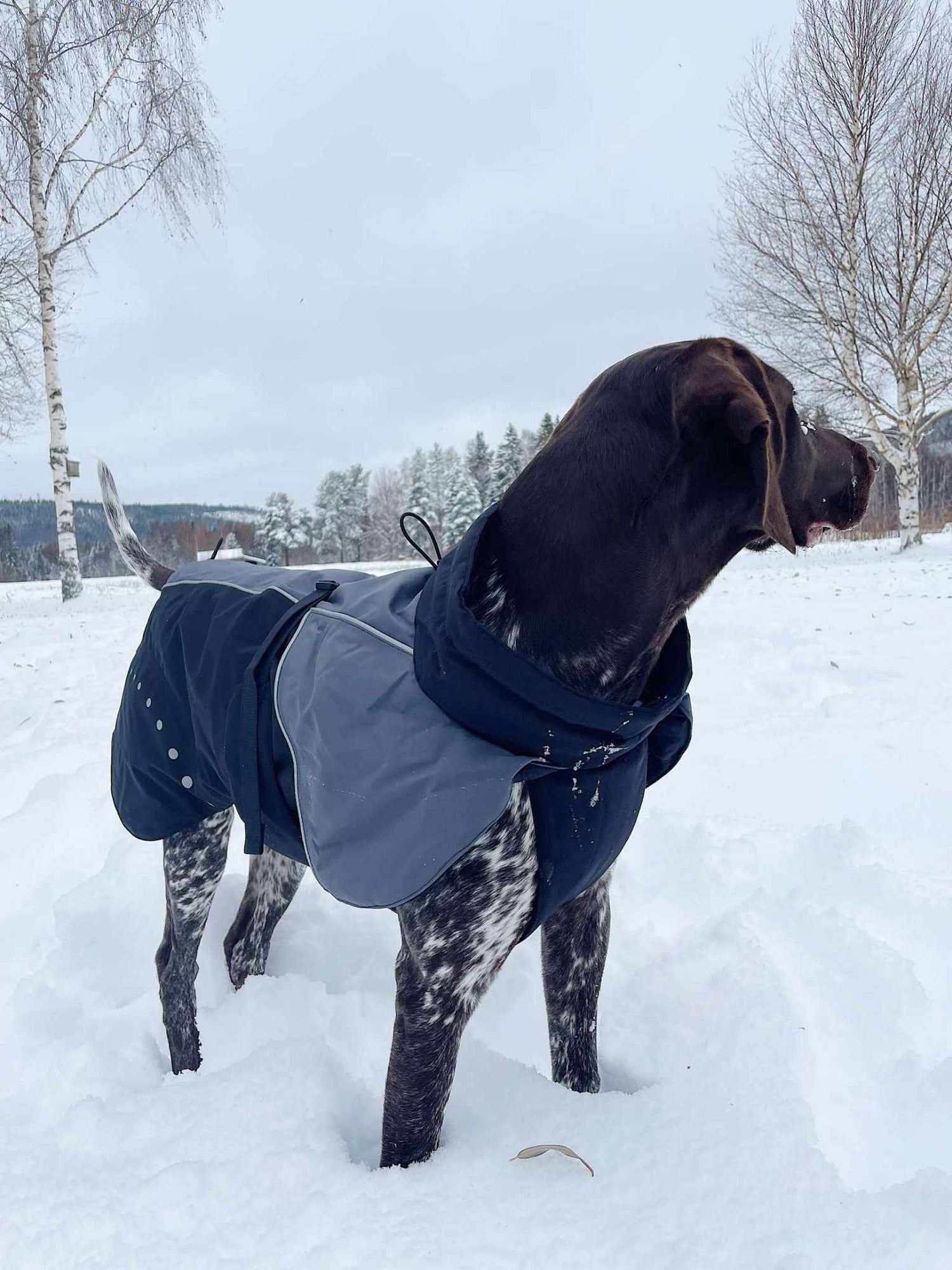 Hundtäcke ANTHRACITE/SVART / 25CM