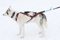 Run Long Sele RÖD / XS