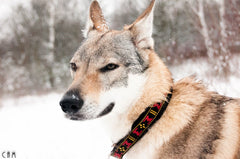 Fodrat Halsband RÖD / XS