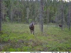 Åtelkamera Compact LTE inbyggt SIM-kort ONE SIZE