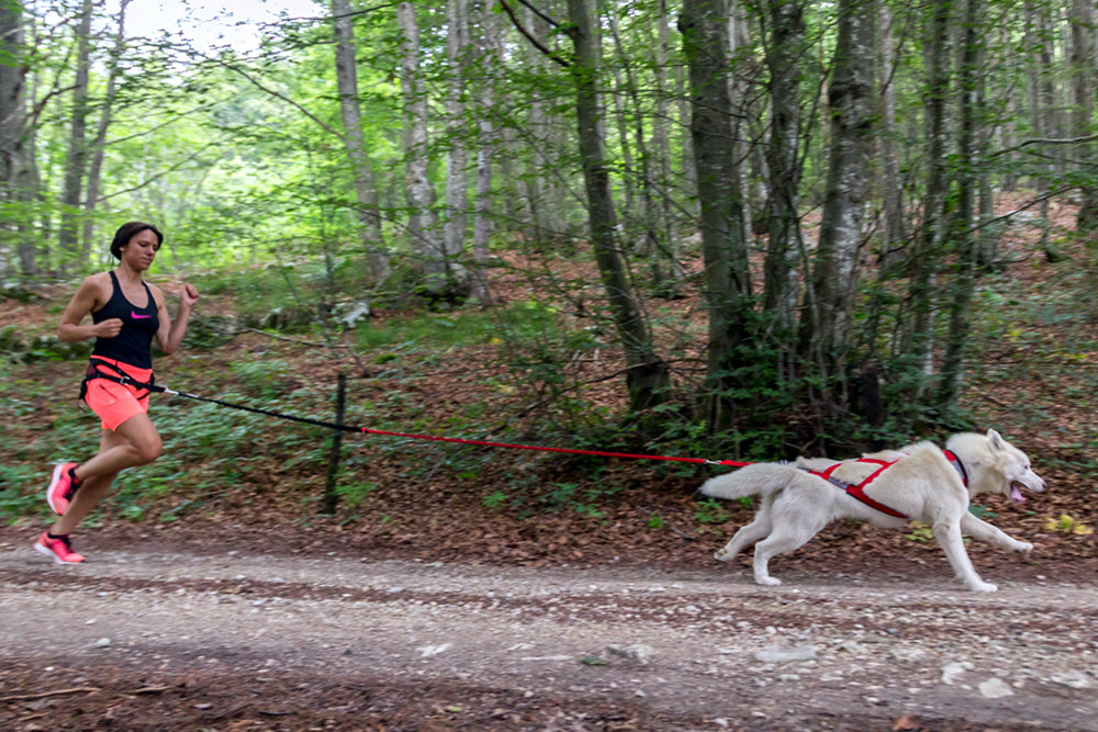 Racing Tug Line med Bungee/2 hundar SVART / ONE SIZE