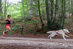 Racing Tug Line med Bungee/2 hundar SVART / ONE SIZE