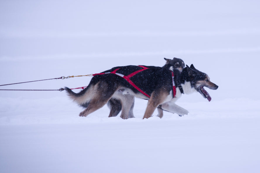 X-Back Racing Dragsele RÖD / S/M