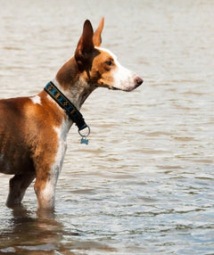 Fodrat Halsband BLÅ / XS