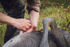 Safari Mini Hunter, Stabiliserad Masurbjörk HÖGER FODRAL