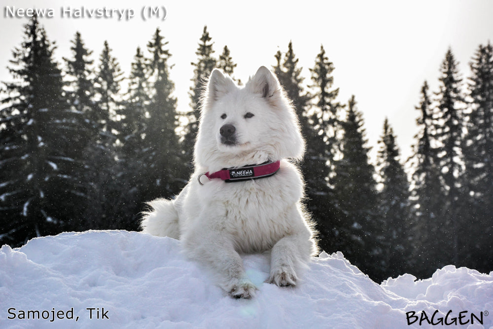 Halsband Halvstryp SVART / MEDIUM