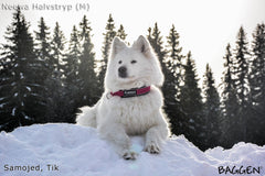 Halsband Halvstryp SVART / MEDIUM