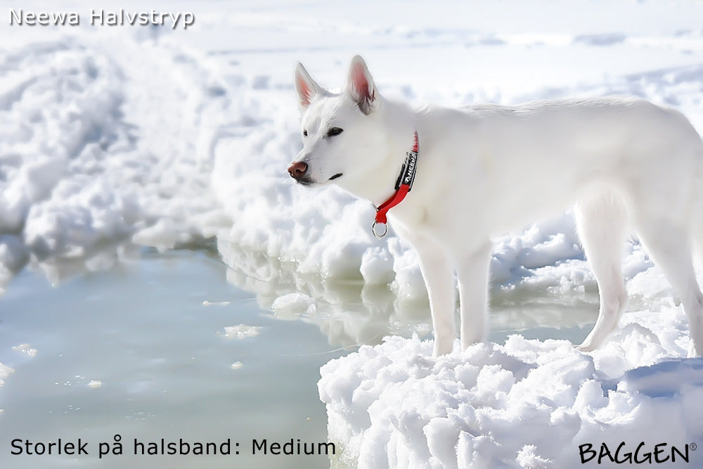 Halsband Halvstryp SVART / MEDIUM