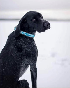 Standard Halsband Reflex BLÅ / ONE SIZE