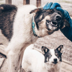 Standard Halsband Reflex BLÅ / ONE SIZE