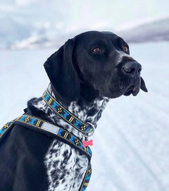 Standard Halsband BLÅ / ONE SIZE