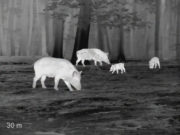 Calonox Sight SVART / ONE SIZE