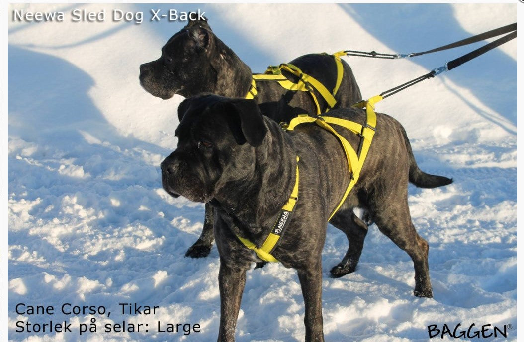 Sled Dog X-Back GUL / L
