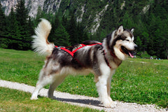 Sled Pro Dragsele RÖD / XL