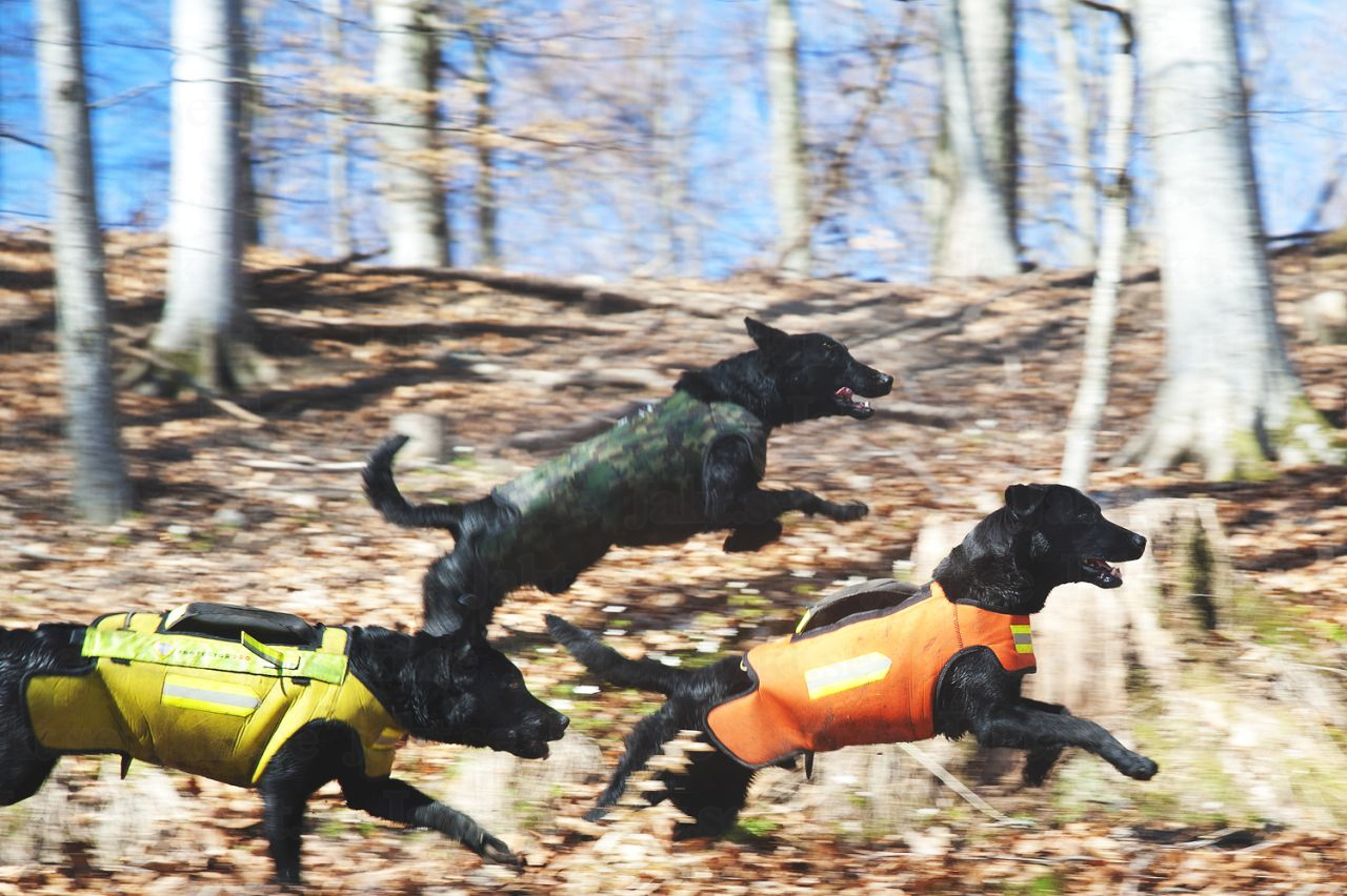 Väst GPS ORANGE / XS