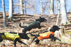 Väst GPS ORANGE / XXL